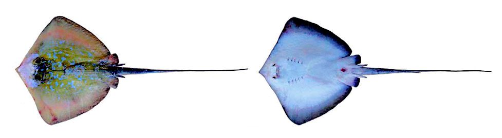 Dasyatis marmorata_06.jpg